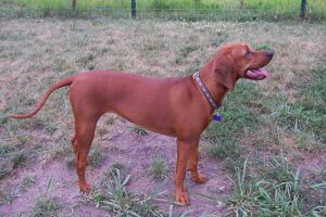 A Redbone Coonhound standing in a grassy field.